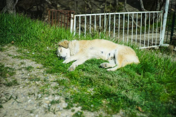 Schöner obdachloser Hund im Freien — Stockfoto