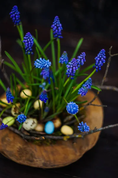 Muscari bahar çiçek konseptiyle — Stok fotoğraf