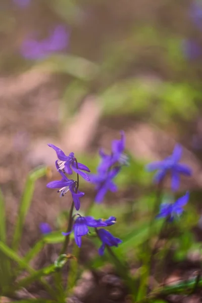 First spring Scilla siberica flowers — Stock Photo, Image