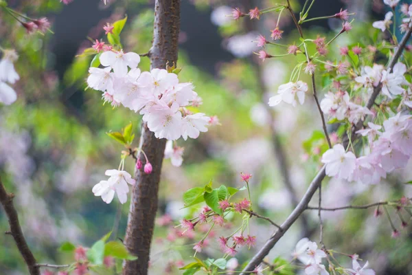 Цветущие деревья Сакуры — стоковое фото