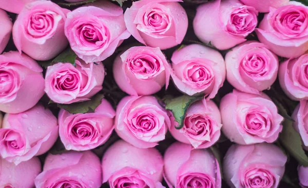 Rosas como fondo natural — Foto de Stock