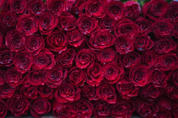 Rosas como fondo natural — Foto de Stock