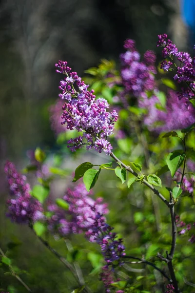 Kvetoucí šeříkový keř — Stock fotografie