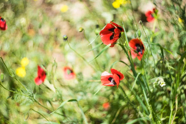 Röd vallmo blomma — Stockfoto