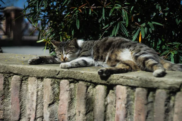 Hemlös katt sovande utomhus — Stockfoto