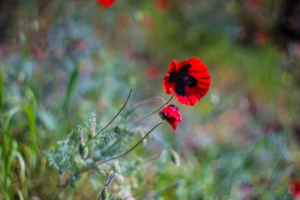 Rode papavers bloem — Stockfoto