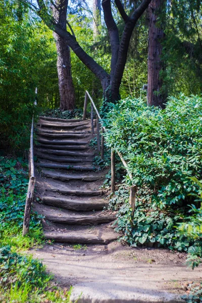 Escalier dans une forêt printanière — Photo