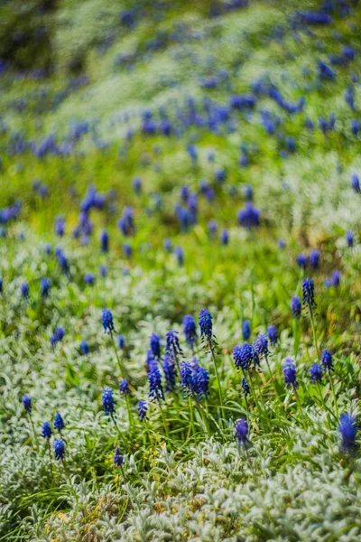 Vilda hyacint blommor — Stockfoto