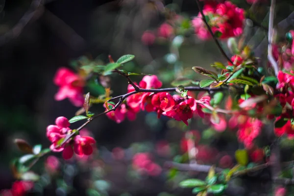 Айва японська Chaenomeles (Японська цвітіння айви) — стокове фото