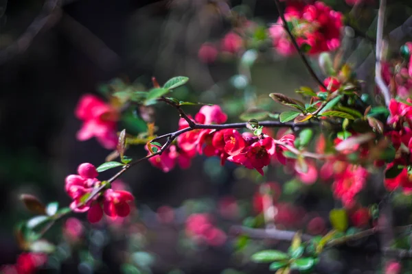 Chaenomeles japonica (Японский цветущий айва ) — стоковое фото