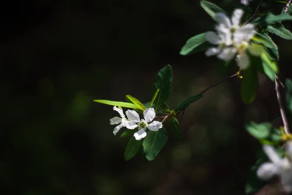 Квіти жасмину в саду — стокове фото