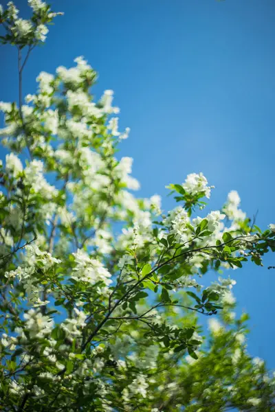 Kwiaty jaśminu w ogrodzie — Zdjęcie stockowe