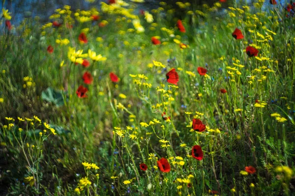 Rode papavers bloemen — Stockfoto