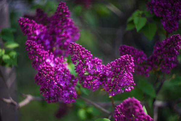 Blooming lilac bush — Stock Photo, Image