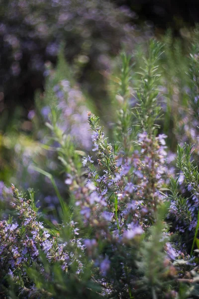 Rosmarin växt blommor — Stockfoto