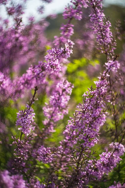 ライラックブッシュの開花 — ストック写真