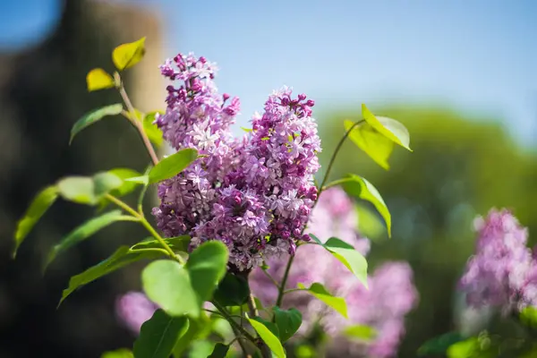 ライラックブッシュの開花 — ストック写真