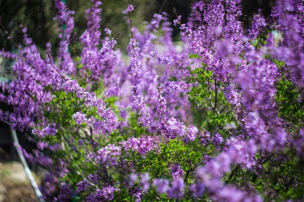 Blooming lilac bush — Stock Photo, Image