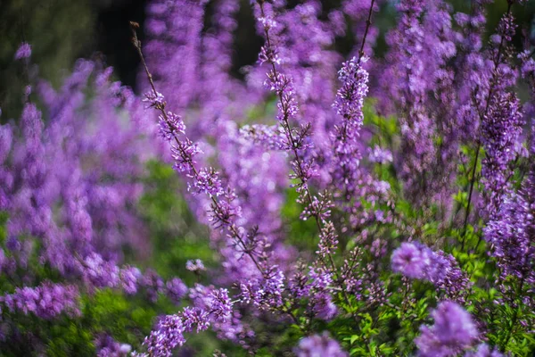 Kvetoucí šeříkový keř — Stock fotografie