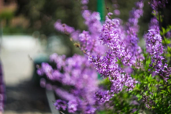 Kvetoucí šeříkový keř — Stock fotografie