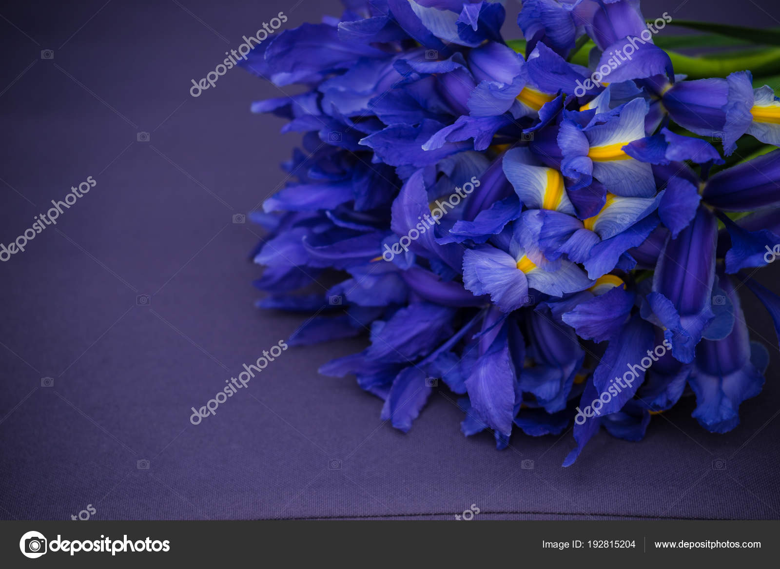花束美しいブルー アイリスの花 ストック写真 C Elet 1