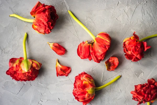 Księżniczka czerwony tulipan — Zdjęcie stockowe