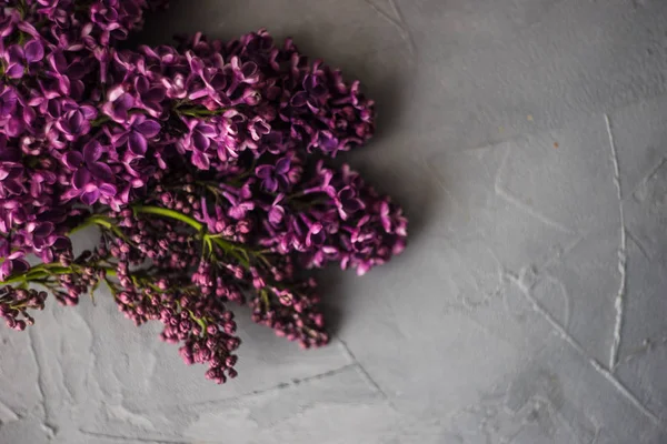 Conceptul de flori de liliac de primăvară — Fotografie, imagine de stoc