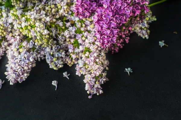 Spring lilac flower concept — Stock Photo, Image