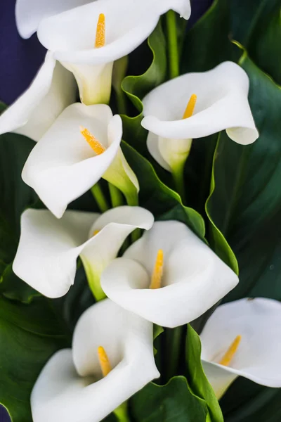 Lirios calla blancos en ramo nupcial —  Fotos de Stock