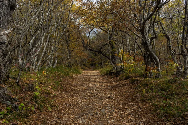 Herbstliche Reiselandschaft — Stockfoto