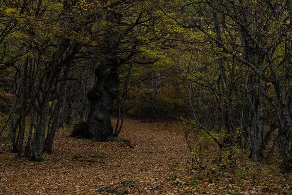 Sonbahar seyahati manzarası — Stok fotoğraf