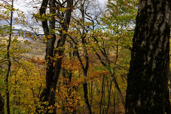 Herbstliche Reiselandschaft — Stockfoto