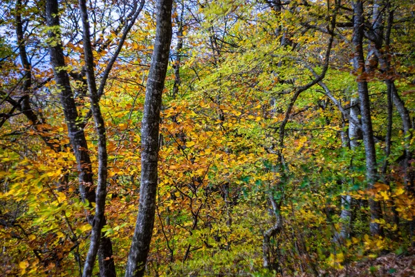 Herbstliche Reiselandschaft — Stockfoto