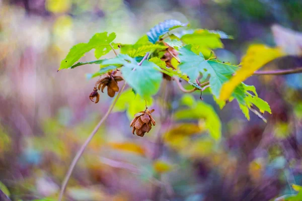 Georgian autumnal landscape — Stock Photo, Image