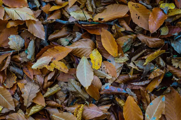 Gruzínská podzimní krajina — Stock fotografie