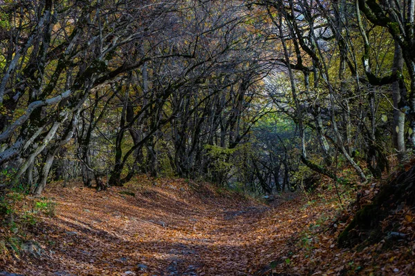 Herbstliche georgische Landschaft — Stockfoto