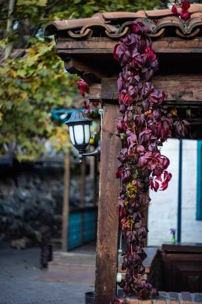 Folhas de uva silvestre outonal no edifício — Fotografia de Stock