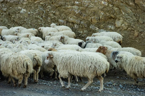 Овцы на грузинской военной дороге — стоковое фото