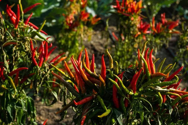 Röd chilipeppar på en gård — Stockfoto