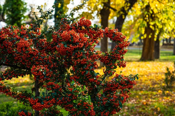 Яркие ягоды огненной шипы — стоковое фото