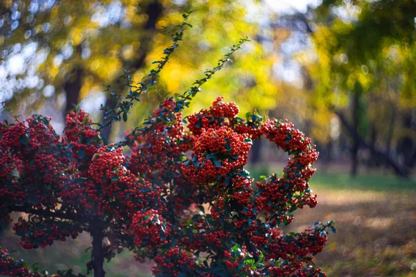 Bright firethorn berries — Stock Photo, Image