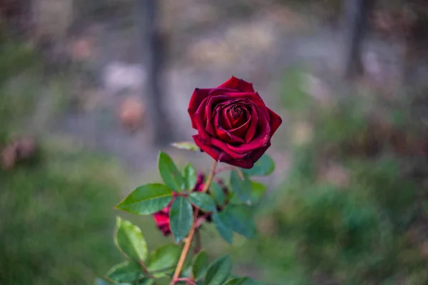 Цветок розы в саду — стоковое фото