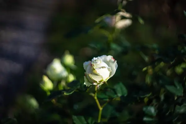 Цветок розы в саду — стоковое фото