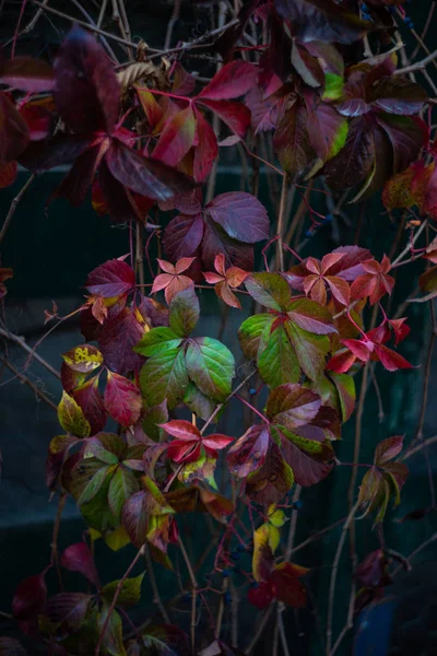 Folhas vermelhas na planta de uva selvagem — Fotografia de Stock