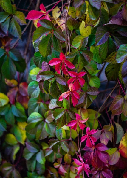 Feuilles rouges sur cépage sauvage — Photo