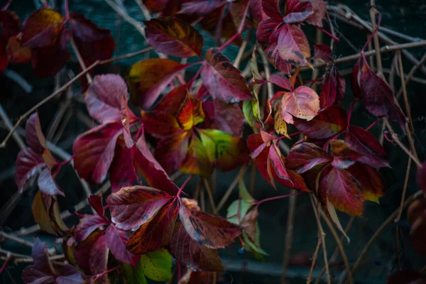 Hojas rojas en planta de uva silvestre —  Fotos de Stock