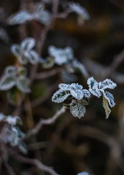 Leaves covered with first ice — Stock Photo, Image