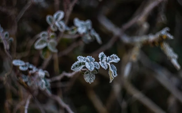 Leaves covered with first ice — Stock Photo, Image