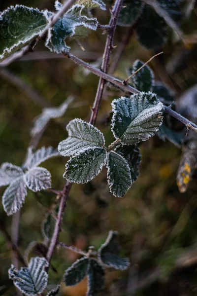 Folhas cobertas com primeiro gelo — Fotografia de Stock