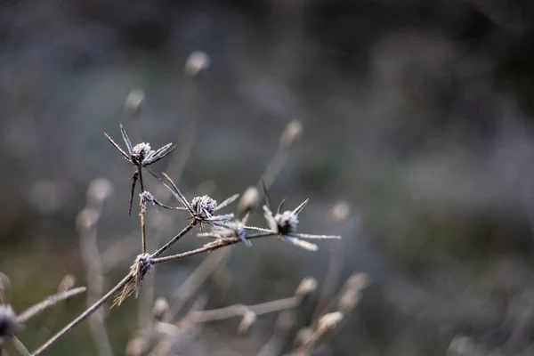 Thistle blomma täckt med frost — Stockfoto